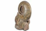 Tall, Jurassic Ammonite (Hammatoceras) Display - France #357375-3